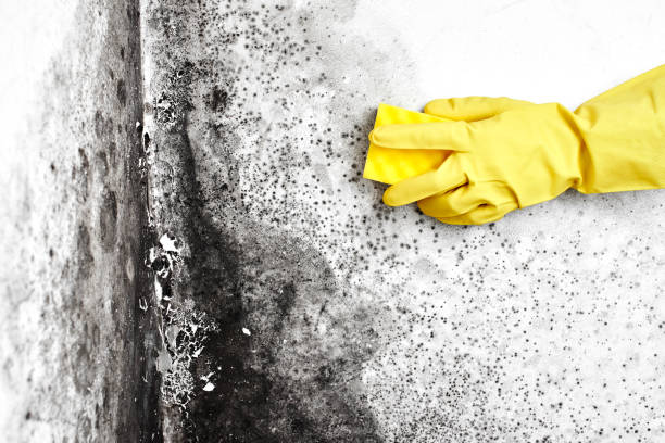 Why You Should Choose Our Mold Remediation Services in Fox Chapel, PA